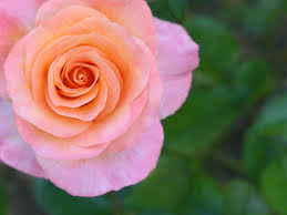 Apricot Rose Flower Seeds - Apricot Rose Flower Seeds for Garden