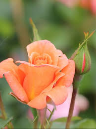 apricot-rose-flower-seeds-apricot-rose-flower-seeds-for-garden