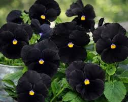 Black Pansy Flower Seeds - Black Pansy Flower Seeds for Garden