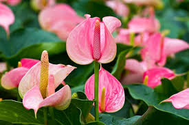 anthurium-flamingo-flower-seeds-perennial-showy-blooms-for-indoor-outdoor