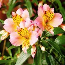 Alstroemeria Peruvian Lily Seeds - Peruvian Lily Flower Seeds for Garden