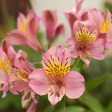 Alstroemeria Peruvian Lily Seeds - Peruvian Lily Flower Seeds for Garden