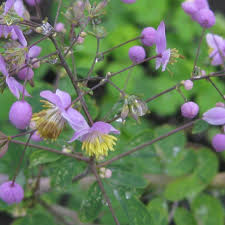 thalictrum-rochebrunianum-flower-seeds-meadow-rue-flower-seeds-for-garden