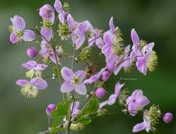 Thalictrum Rochebrunianum Flower Seeds - Meadow Rue Flower Seeds for Garden