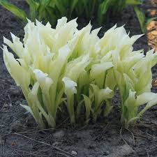 White Feather Hosta August Lily Flower Seeds - Hosta Flower Seeds for Garden