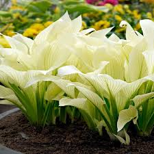 White Feather Hosta August Lily Flower Seeds - Hosta Flower Seeds for Garden