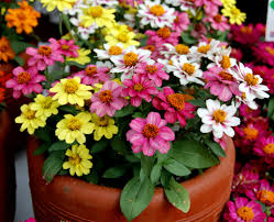 Zinnia Raspberry Lemonade Seeds – Vibrant Bi Color Garden Blooms