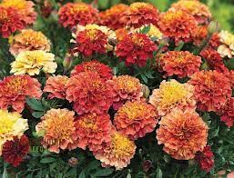 Marigold French Strawberry Blonde Seeds - Marigold Flower Seeds for Garden