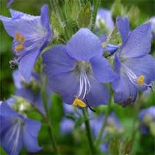 Jacobs Ladder Seeds - Jacob's Ladder Flower Seeds for Garden