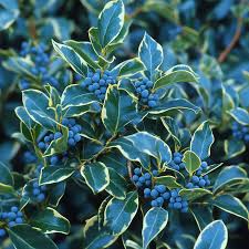 Blue Holly Seeds for Planting (Ilex × meserveae) – Cold Hardy Evergreen with Blue-Green Foliage