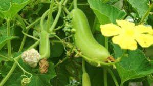 Green Bottle Gourd Seeds for Planting
