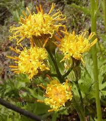Cacaliopsis Nardosmia Glabrata Flower Seeds for Garden Planting