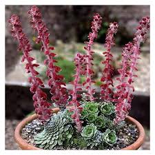 Saxifraga Federici-Augusti Grisebachii Flower Seeds for Garden Planting