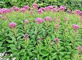 Joe Pye Weed Seeds for Garden Planting