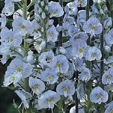 Veronica Gentianoides Flower Seeds for Garden Planting