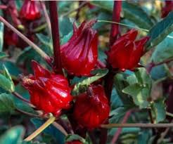 red-roselle-flowering-seeds-for-garden-planting
