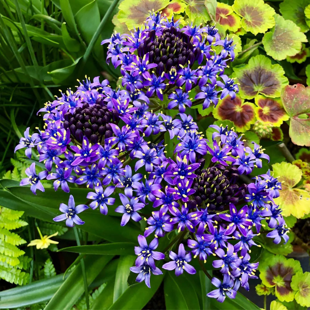 scilla-peruviana-peruvian-squill-flower-seeds-for-planting