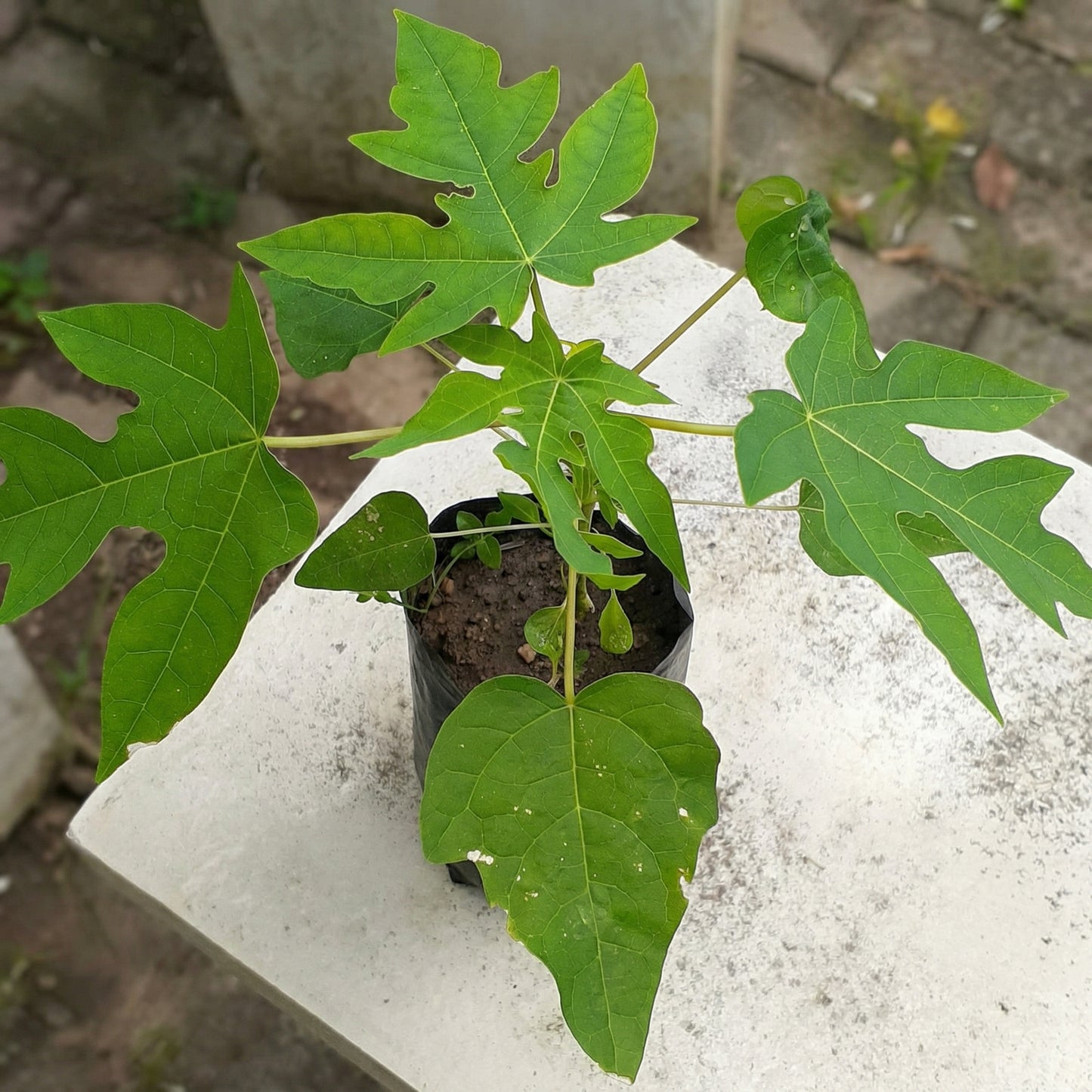 Papaya Mixed Fruit Seeds for Planting