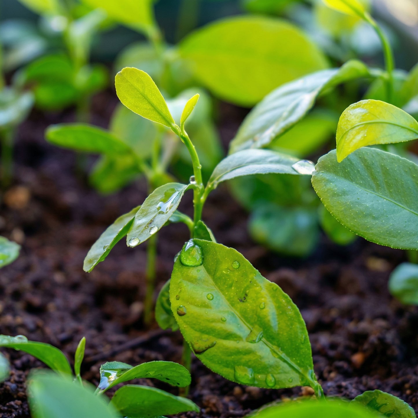 Lemon Sweet Spanish Lime Seeds for Planting
