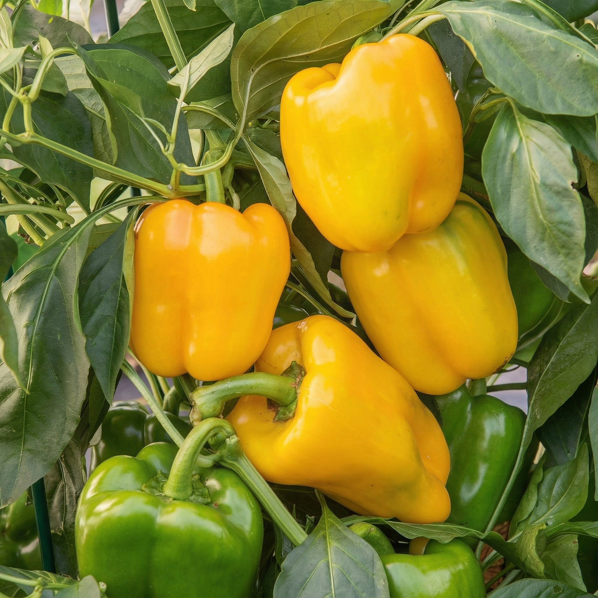yellow-sweet-pepper-seeds-for-home-gardening