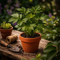 Raw & Dried Herbs