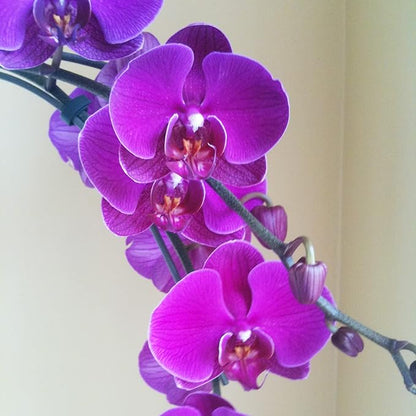 Cymbidium Orchid Seeds for Indoor and Outdoor Growing