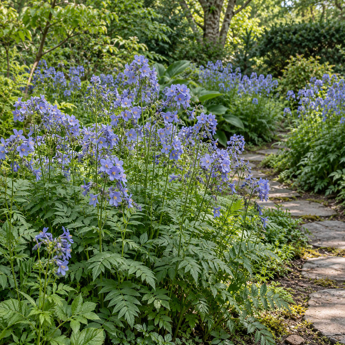 jacobs-ladder-seeds-jacobs-ladder-flower-seeds-for-garden