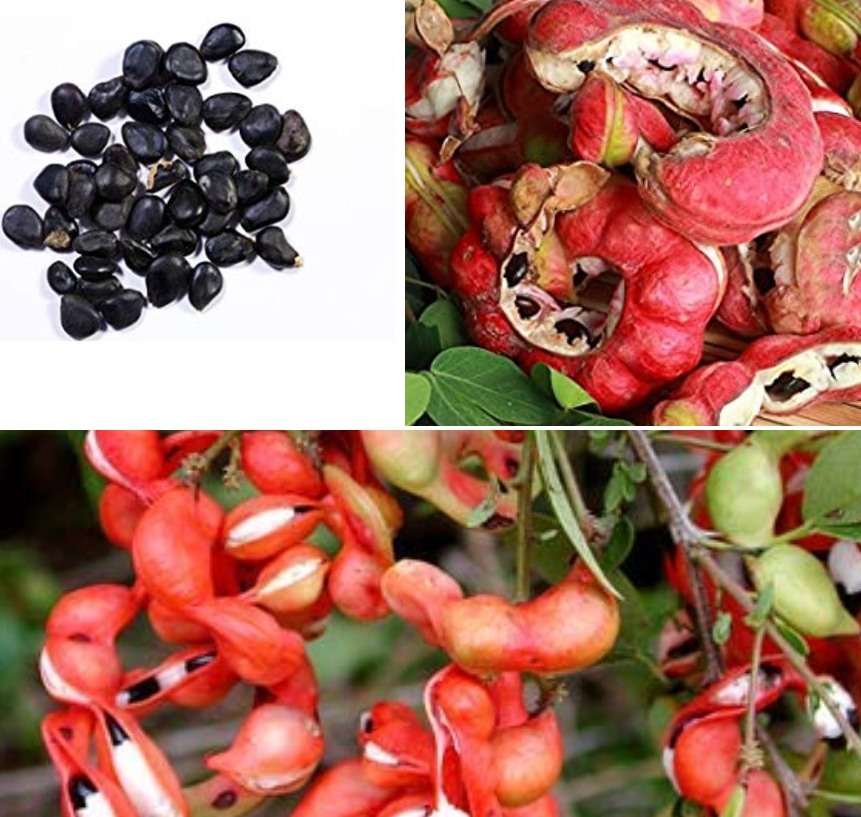 Jungle Jalebi Fruit Seeds – Exotic Tropical Fruit Seeds for Home Gardening