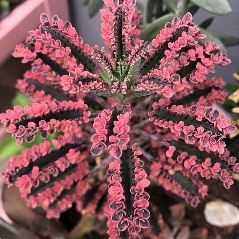 Magic Mixed Kalanchoe Flower Seeds – Colorful Hardy Blooms