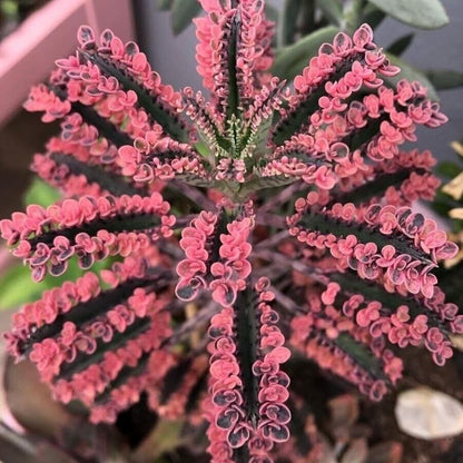 Magic Mixed Kalanchoe Flower Seeds – Colorful Hardy Blooms