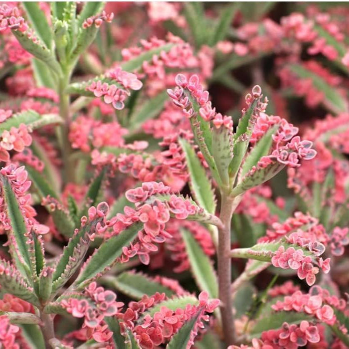 magic-mixed-kalanchoe-flower-seeds-colorful-hardy-blooms