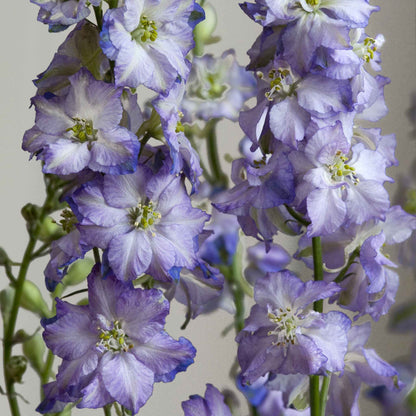 Larkspur Fancy Purple Picotee Seeds - Larkspur Flower Seeds for Garden