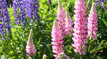 Pink Lupine Flower Seeds for Planting – Fresh 50 pcs