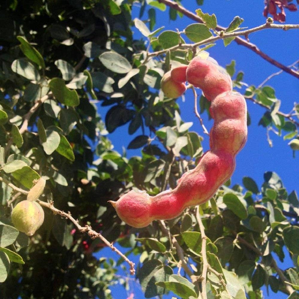 Manila Tamarind Tree Seeds – Sweet Jungle Jalebi Fruit Tree (100 Seeds)
