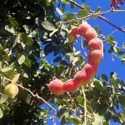 Manila Tamarind Tree Seeds – Sweet Jungle Jalebi Fruit Tree (100 Seeds)