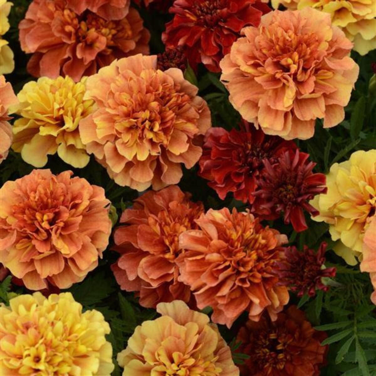Marigold French Strawberry Blonde Seeds - Marigold Flower Seeds for Garden