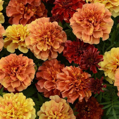 Marigold French Strawberry Blonde Seeds - Marigold Flower Seeds for Garden