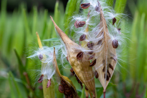 Milkweed Plant Seeds for Planting – Wildlife-Friendly Blooms for Butterfly Gardens