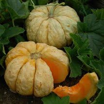 Prescott Fond Blanc Melon Seeds - Heirloom Melon Seeds for Home Garden