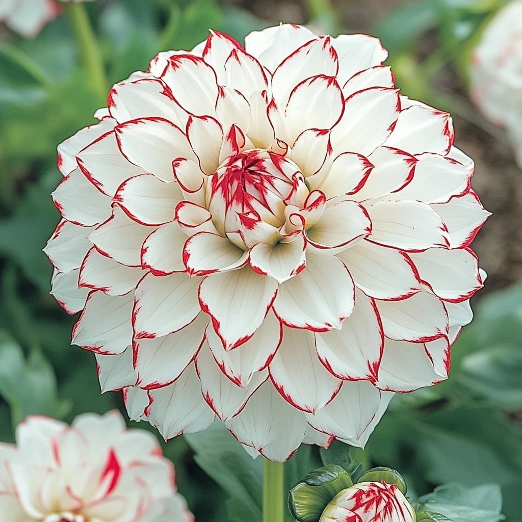 mixed-white-and-red-dahlia-flower-seeds-dahlia-flower-seeds-for-garden