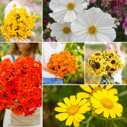 Sunset Mix Flower Seeds for Garden Planting