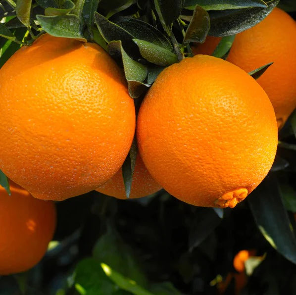 navel-orange-seeds-for-planting-sweet-seedless-citrus-fruit-seeds