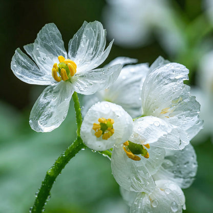 Skeleton Flower Seeds - Diphylleia grayi Shade Perennial