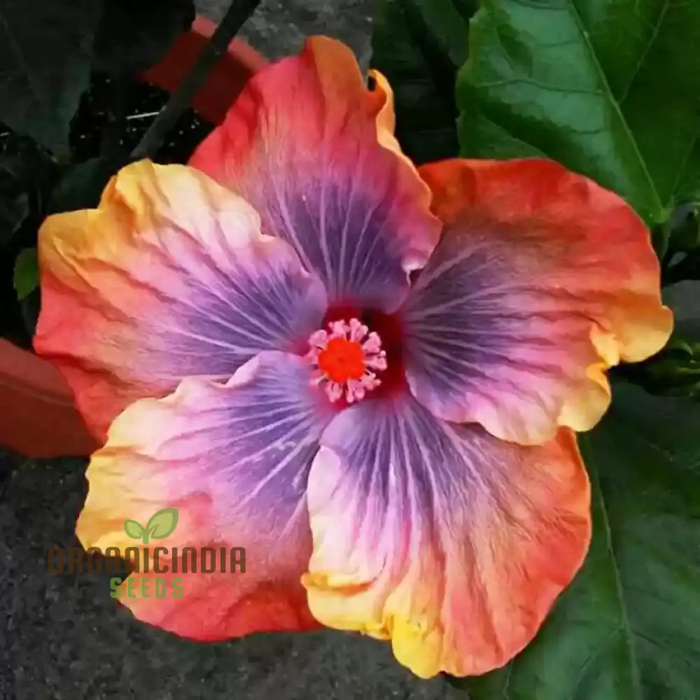 Orange Blue Hibiscus Seeds for Planting