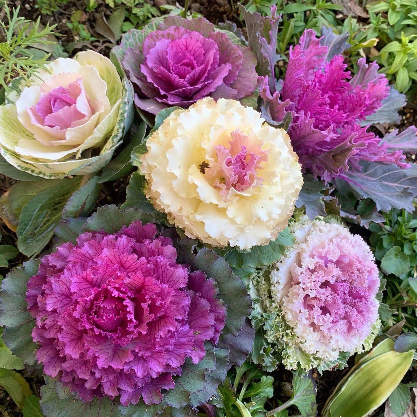 nm-ornamental-kale-fringed-leaves-mix-seeds-for-planting