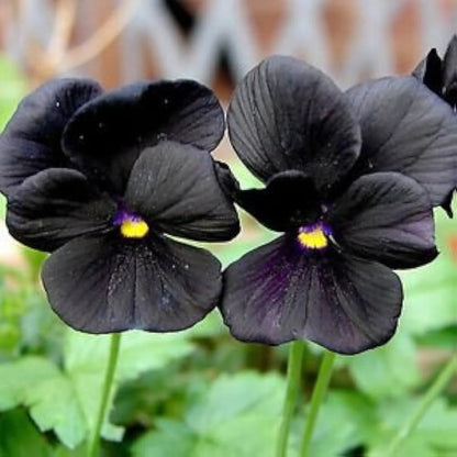 Black Pansy Flower Seeds - Black Pansy Flower Seeds for Garden
