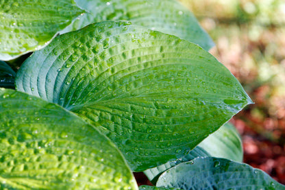 Hosta Seeds for Planting – Heirloom Non-GMO Perennial Shade Plant Emerald Green Foliage Variety