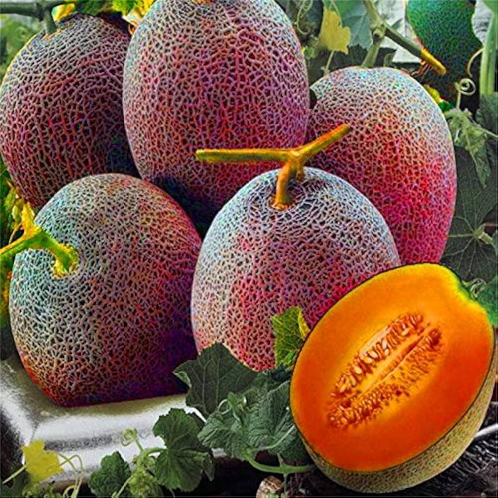 Pink Cantaloupe Seeds for Planting – Sweet Melon Fruit