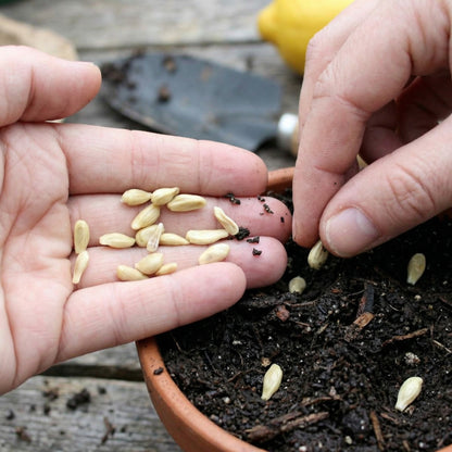 Lemon Sweet Spanish Lime Seeds for Planting
