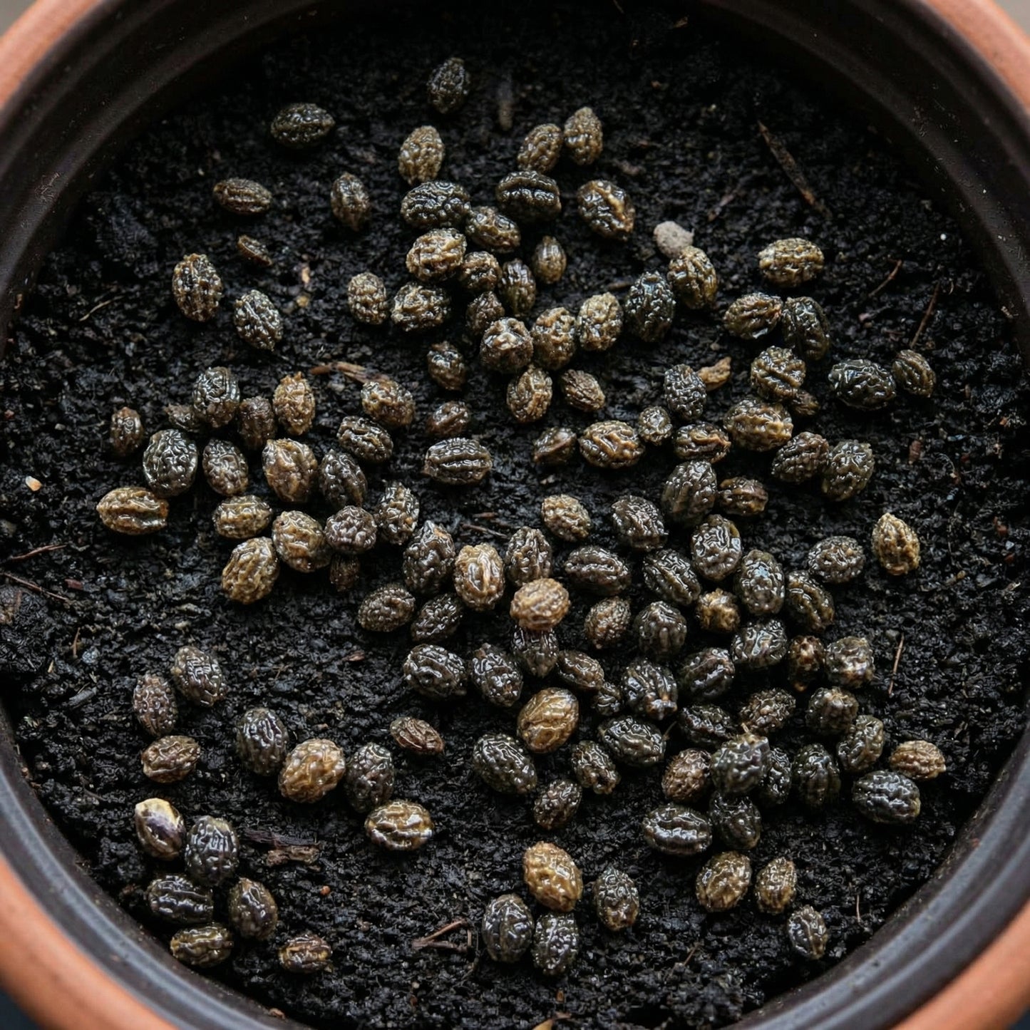 Papaya Mixed Fruit Seeds for Planting